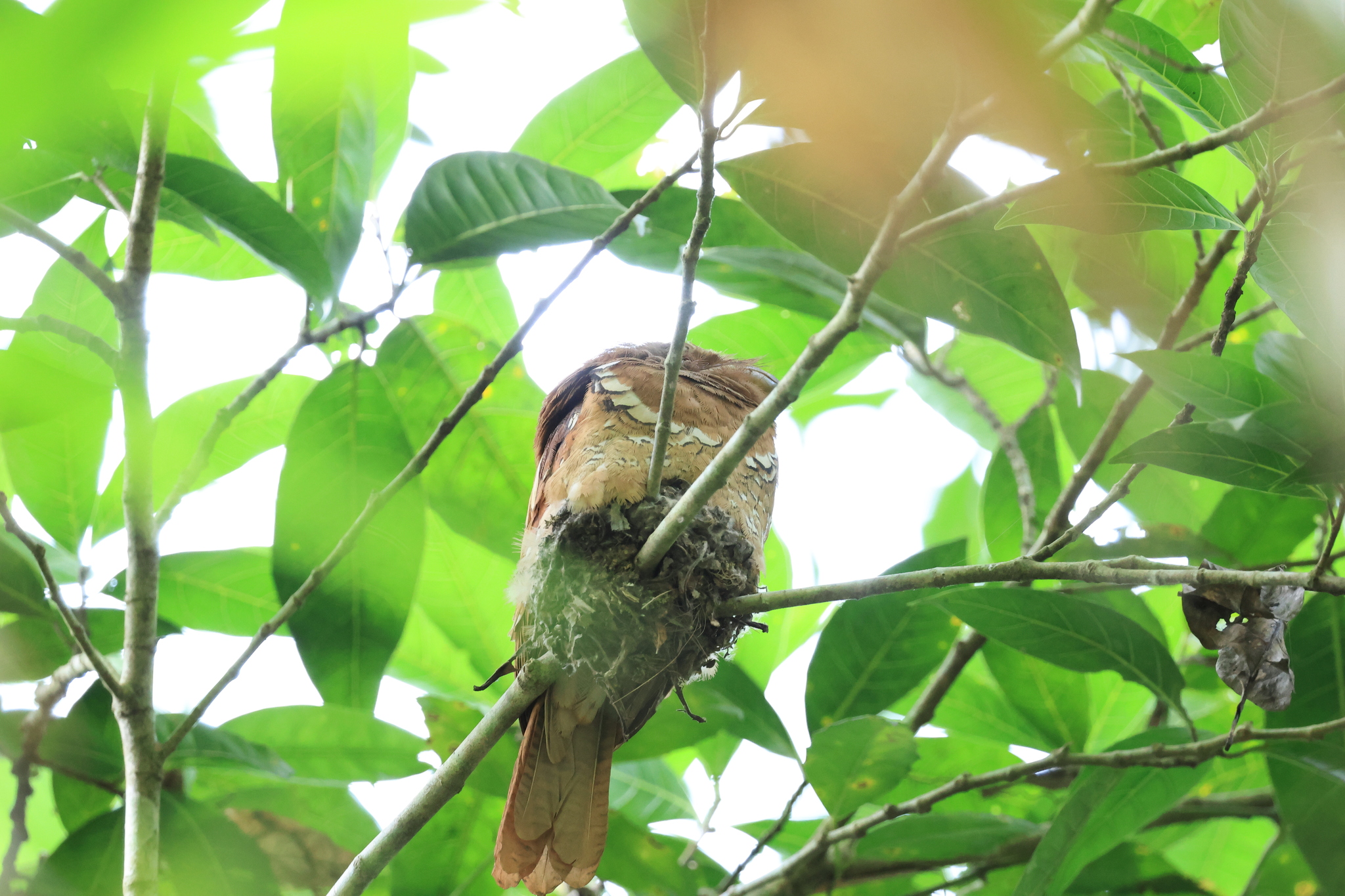 Philippine Frogmouth (Batrachostomus septimus), photo 5