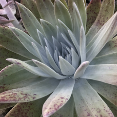 Dudleya anthonyi