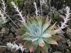 Dudleya anthonyi