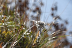 Leontopodium stellatum