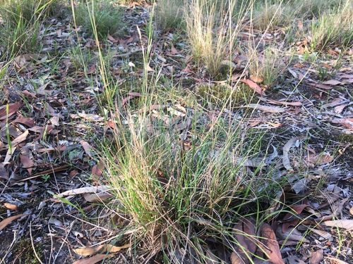 Danthonia racemosa · iNaturalist