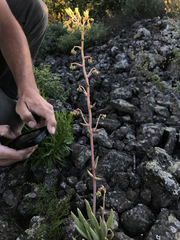 Dudleya cultrata