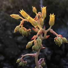 Dudleya cultrata