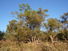 Eucalyptus vicina