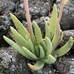 Dudleya cultrata