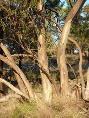Eucalyptus vicina