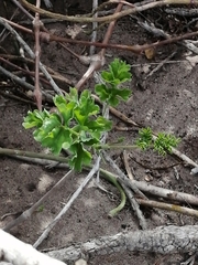Pelargonium gibbosum