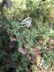 Fumaria capreolata capreolata