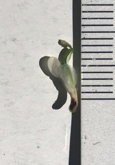 Fumaria capreolata capreolata