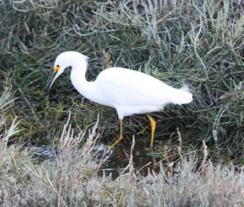 Egretta thula