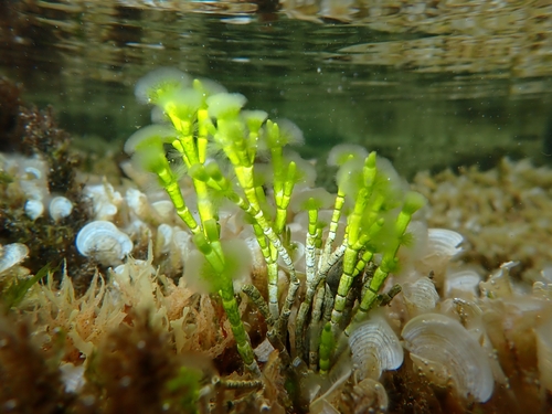 Cymopolia barbata observed 2026-06-21