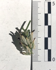 Fumaria capreolata capreolata