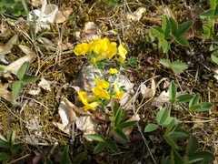 Chamaecytisus ratisbonensis