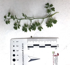 Fumaria capreolata capreolata