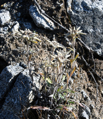Leontopodium stellatum