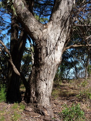 Eucalyptus volcanica