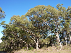 Eucalyptus volcanica
