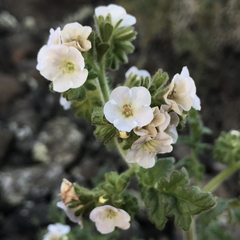 Phacelia ixodes