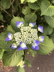 Hydrangea macrophylla