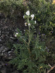 Phacelia ixodes