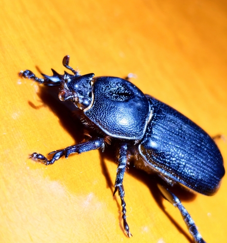 Eophileurus chinensis