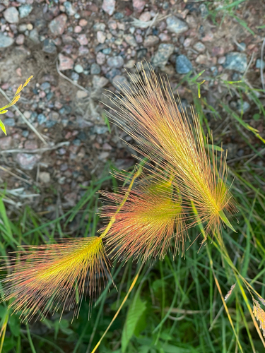 Foxtail Barley