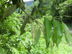 Castanopsis cuspidata carlesii