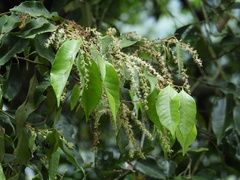 Castanopsis cuspidata carlesii