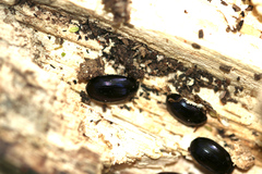 Platydema violacea