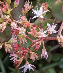 Crassula pellucida pellucida