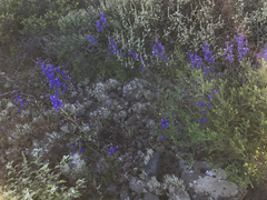 Delphinium parryi maritimum