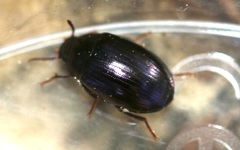 Platydema violacea
