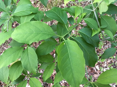 Euonymus atropurpureus atropurpureus