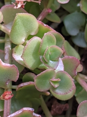 Crassula pellucida pellucida