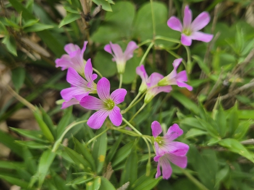 Largeflower pink-sorrel