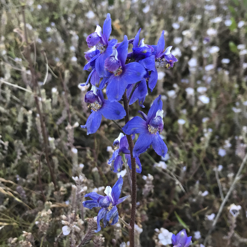 Delphinium parryi ssp. maritimum