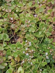 Crassula pellucida pellucida