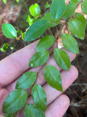 Flacourtia indica, photograph author not stated, no rights reserved