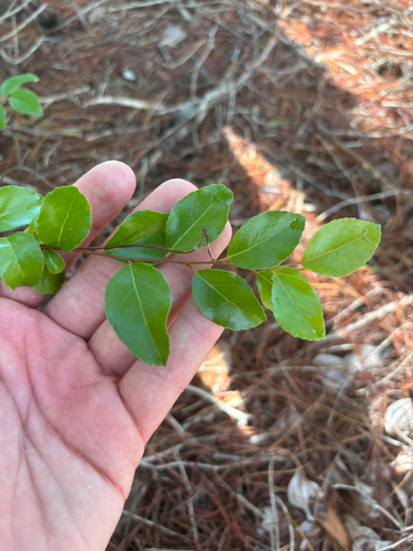Flacourtia indica, photograph 3