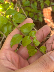 Flacourtia indica, photograph author not stated, no rights reserved
