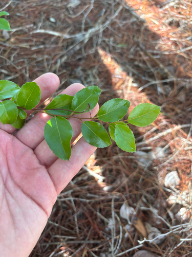 Flacourtia indica, photograph 1