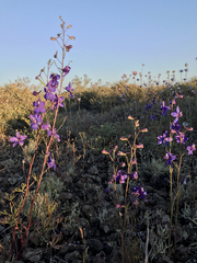 Delphinium parryi maritimum