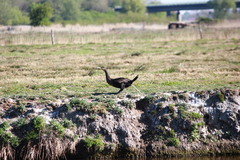 Phalacrocorax carbo