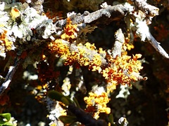 Teloschistes velifer