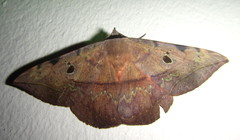 Hypopyra capensis