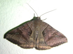 Mocis mutuaria