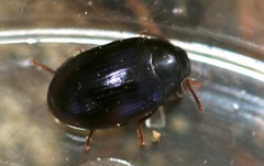 Platydema violacea