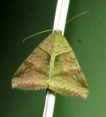 Mocis mutuaria