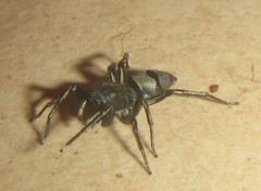 Mexcala