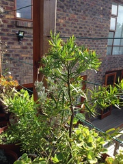 Podocarpus latifolius